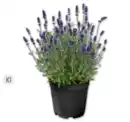Bild 1 von Lavendel*