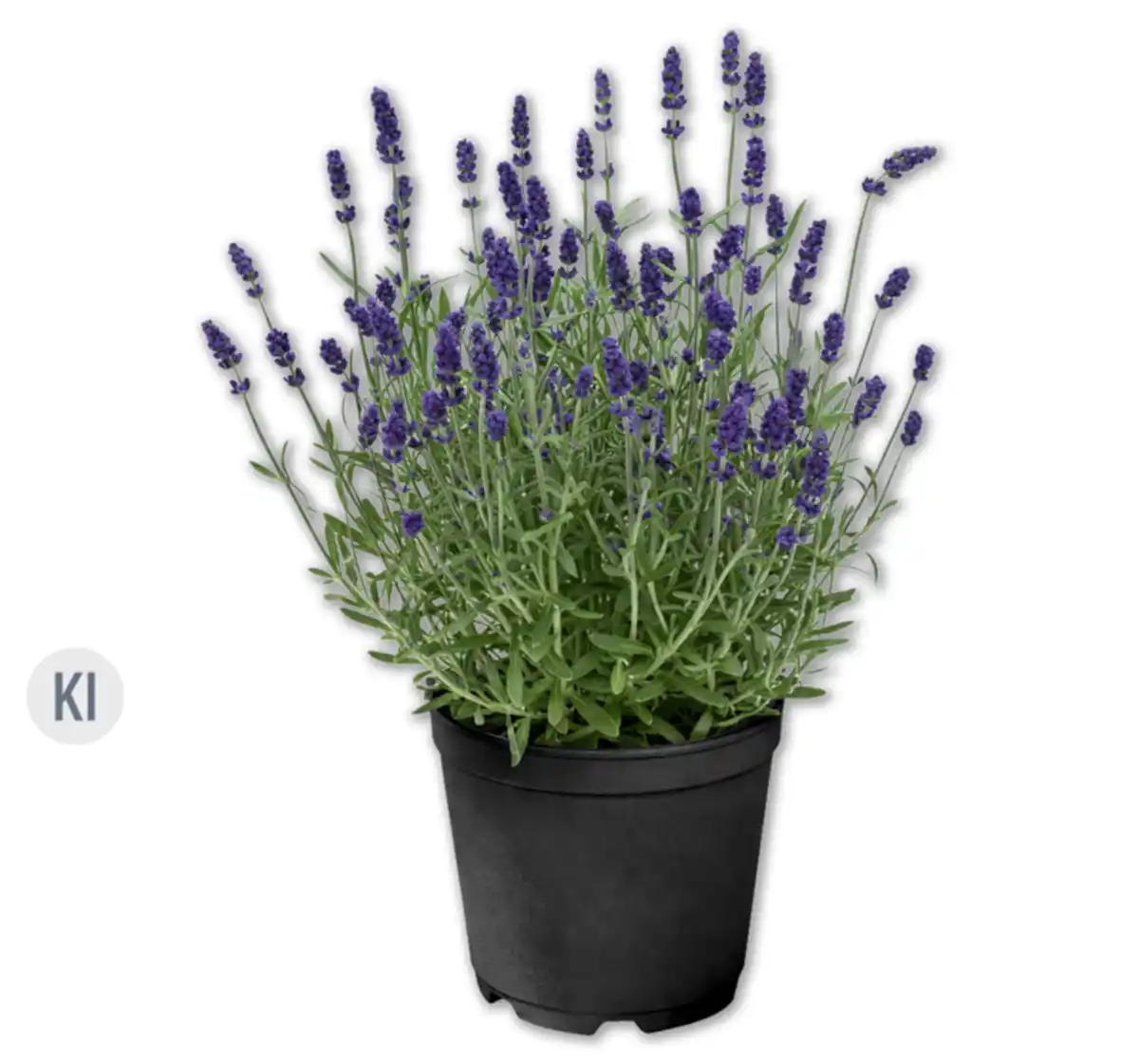 Bild 1 von Lavendel*