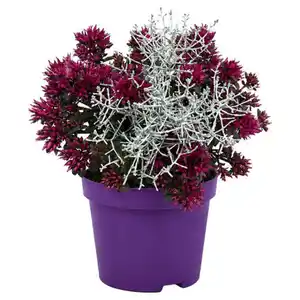 GARDENLINE Calo-Symphony, Sedum