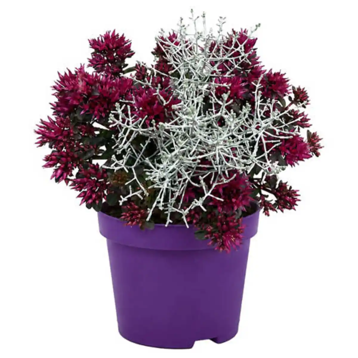 Bild 1 von GARDENLINE Calo-Symphony, Sedum