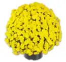 Bild 1 von Chrysantheme*