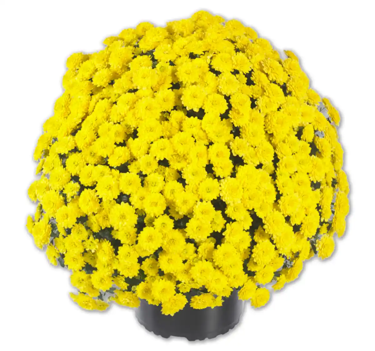Bild 1 von Chrysantheme*