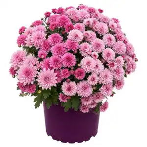 GARDENLINE Chrysanthemen Duo, Pink-Rosa