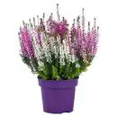 Bild 1 von GARDENLINE Herbst-Pflanzen