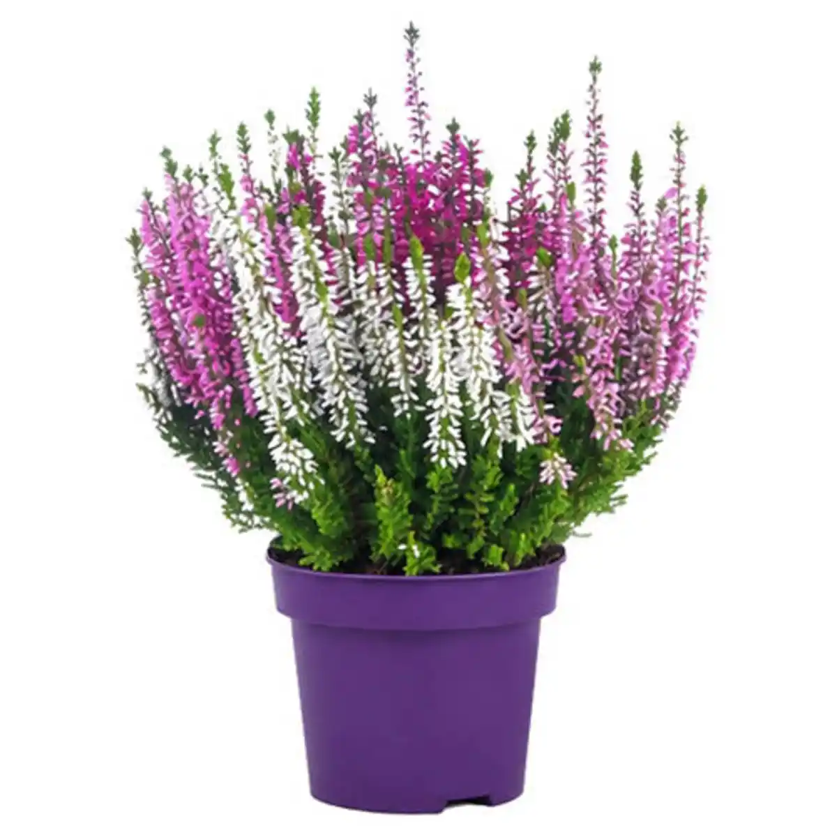 Bild 1 von GARDENLINE Herbst-Pflanzen