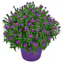 Bild 1 von GARDENLINE Herbst-Pflanzen, Pink