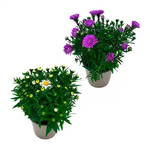 GARDENLINE Aster