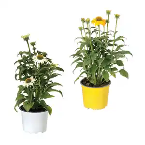 GARDENLINE Echinacea / Triomix