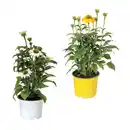 Bild 1 von GARDENLINE Echinacea / Triomix