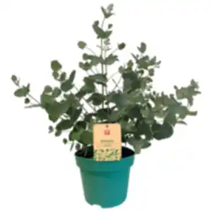REWE Beste Wahl Eucalyptus XL