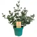 Bild 1 von REWE Beste Wahl Eucalyptus XL