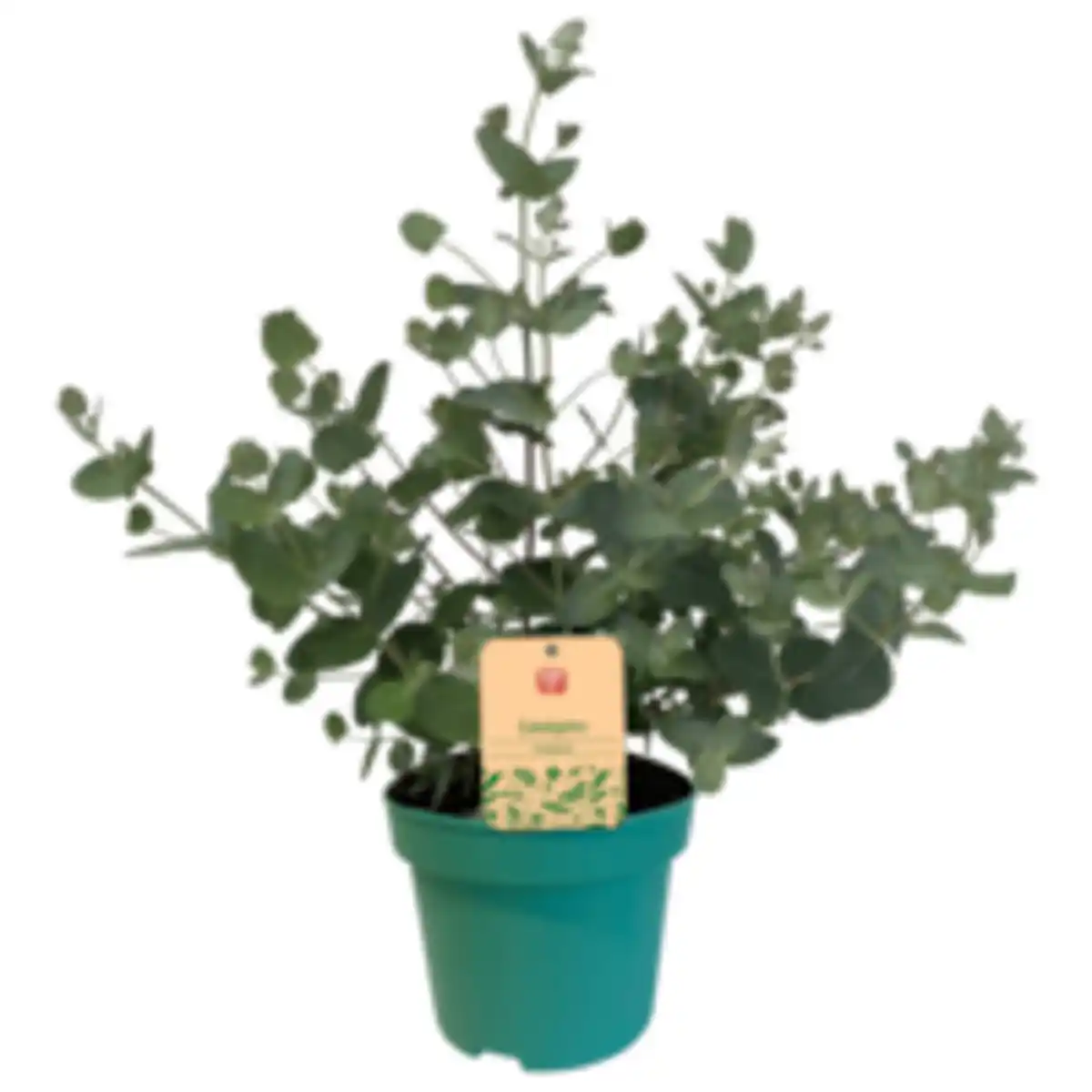 Bild 1 von REWE Beste Wahl Eucalyptus XL