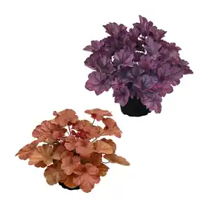 GARDENLINE Heuchera