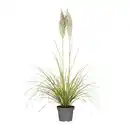 Bild 3 von GARDENLINE Pampasgras XXL