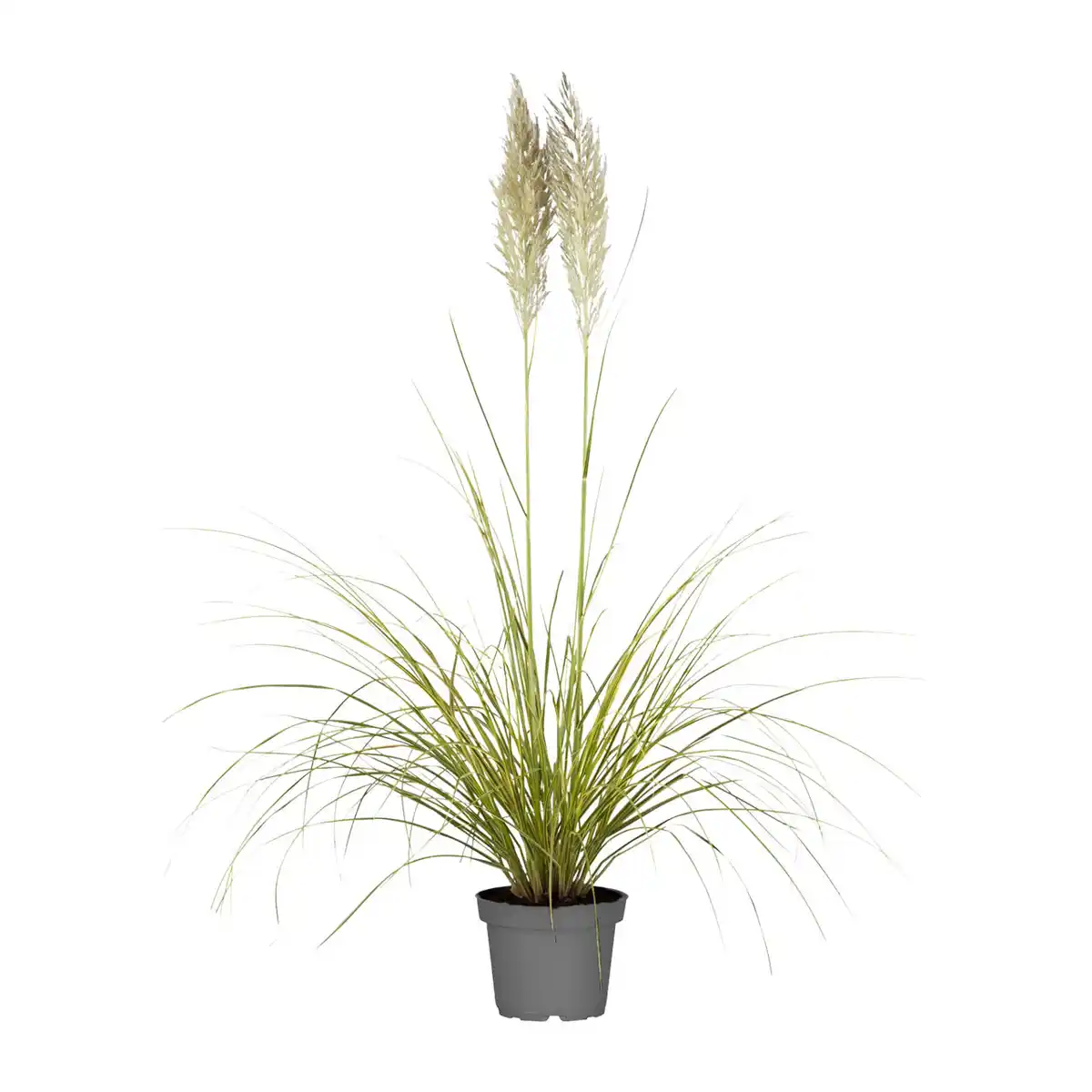 Bild 3 von GARDENLINE Pampasgras XXL
