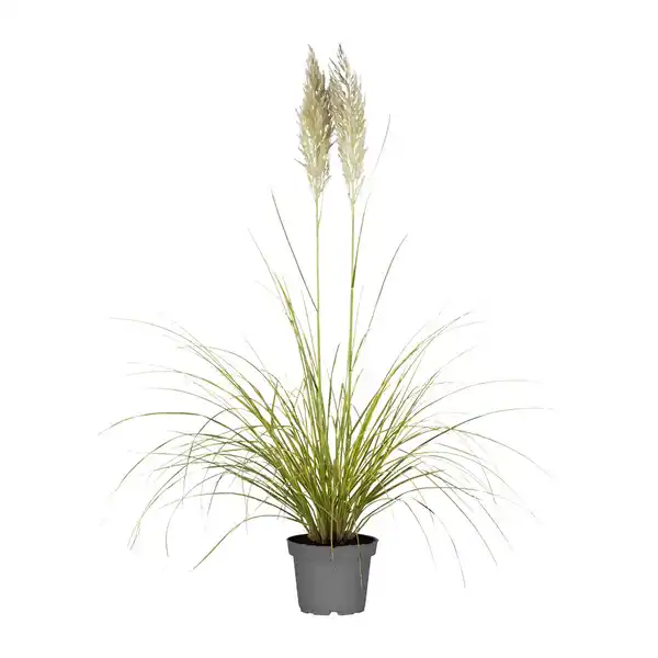 Bild 3 von GARDENLINE Pampasgras XXL
