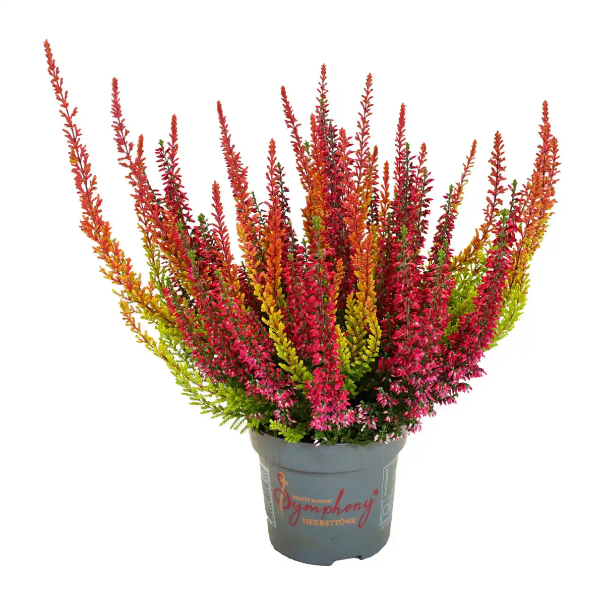 Bild 4 von GARDENLINE Calluna