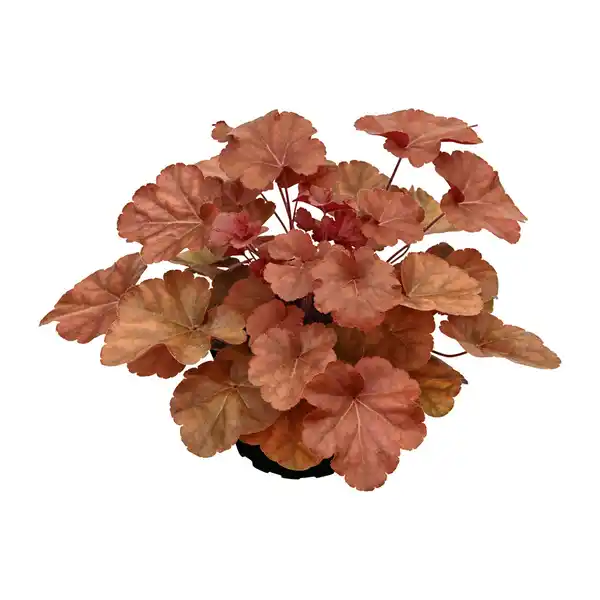 Bild 3 von GARDENLINE Heuchera