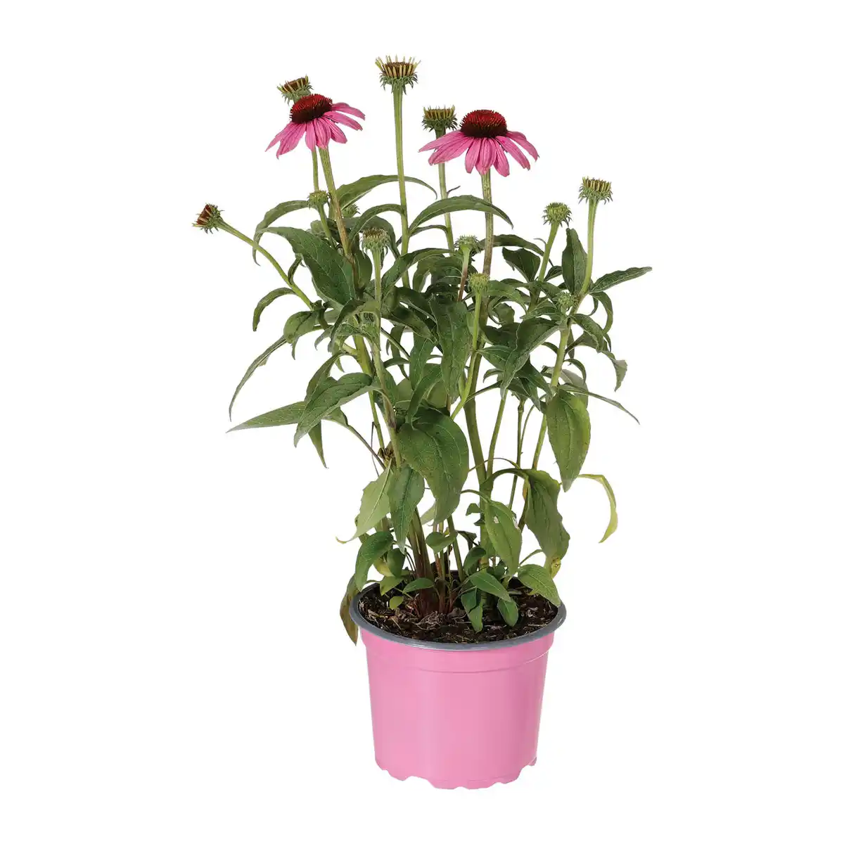 Bild 4 von GARDENLINE Echinacea / Triomix