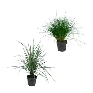 GARDENLINE Gräser