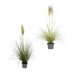 GARDENLINE Pampasgras XXL
