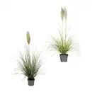 Bild 1 von GARDENLINE Pampasgras XXL