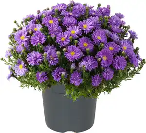 Herbstaster Aster dumosus 12 cm Topf