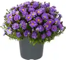 Bild 1 von Herbstaster Aster dumosus 12 cm Topf