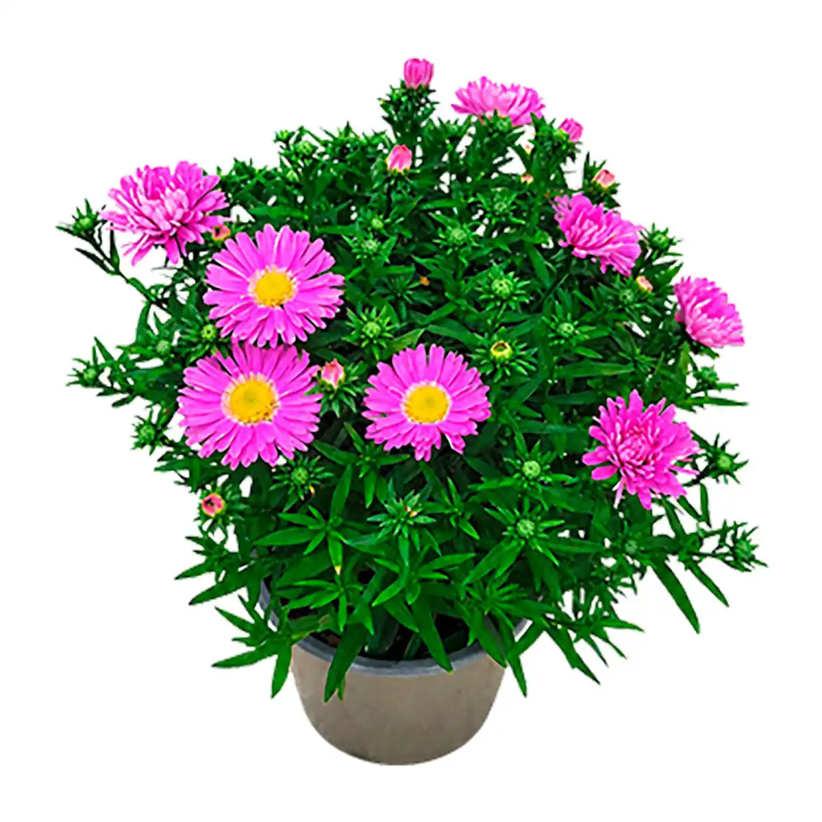 Bild 3 von GARDENLINE Aster