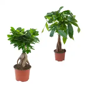 GARDENLINE Ficus Ginseng / Pachira