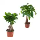 Bild 1 von GARDENLINE Ficus Ginseng / Pachira