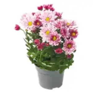 Chrysanthemen