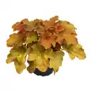 Bild 2 von GARDENLINE Heuchera