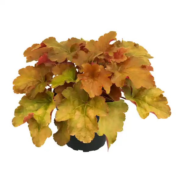 Bild 2 von GARDENLINE Heuchera