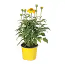 Bild 3 von GARDENLINE Echinacea / Triomix