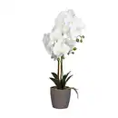 Bild 3 von HOME CREATION Naturgetreue Orchidee