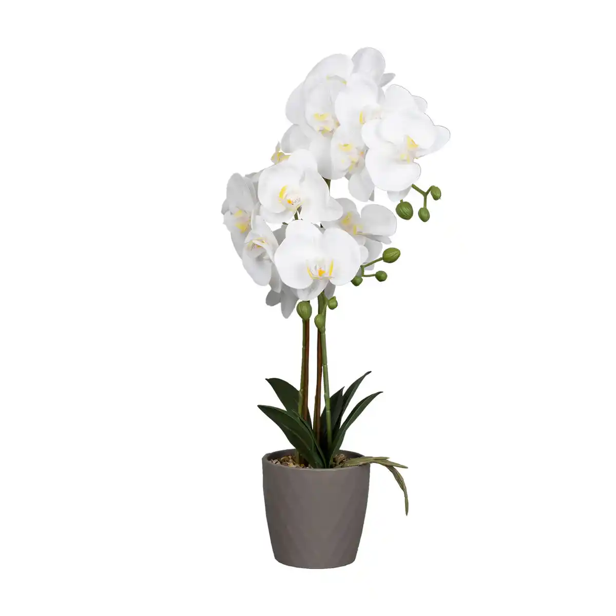 Bild 3 von HOME CREATION Naturgetreue Orchidee