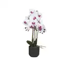 Bild 2 von HOME CREATION Naturgetreue Orchidee