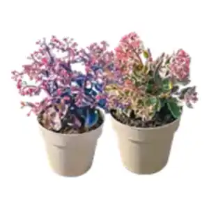 XXL Sedum
