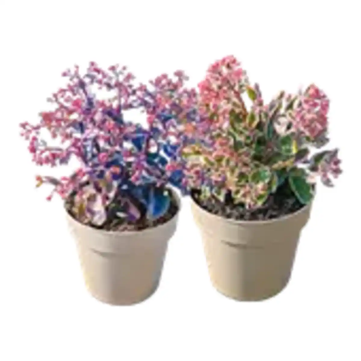 Bild 1 von XXL Sedum