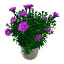 Bild 2 von GARDENLINE Aster