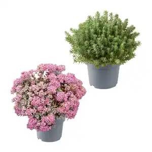 GARDENLINE Sedum-Mix