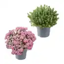 Bild 1 von GARDENLINE Sedum-Mix