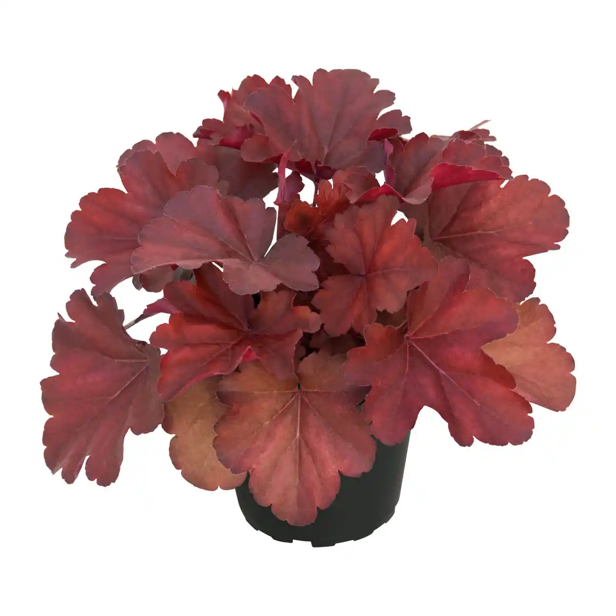 Bild 4 von GARDENLINE Heuchera