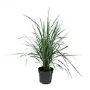 Bild 2 von GARDENLINE Gräser