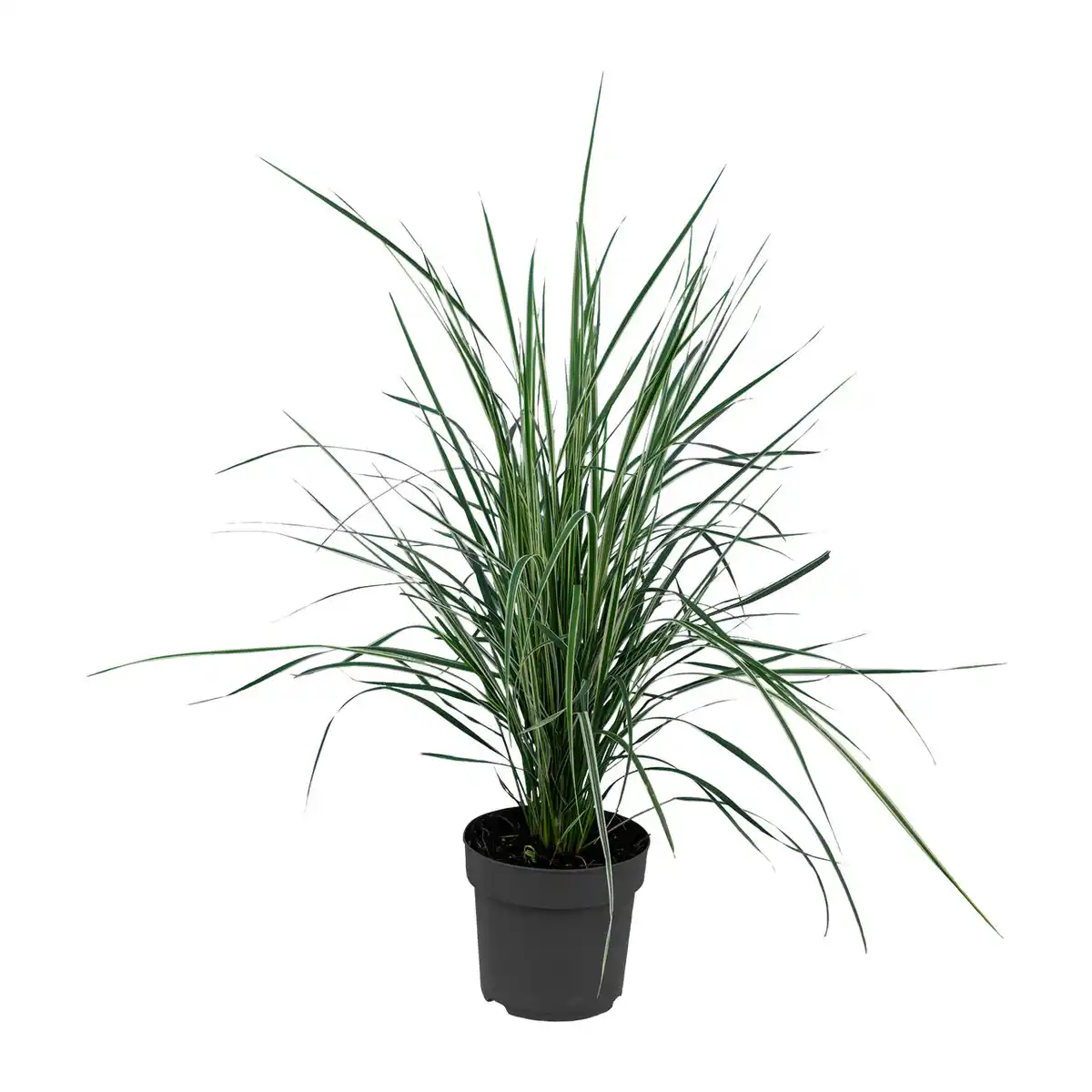 Bild 2 von GARDENLINE Gräser