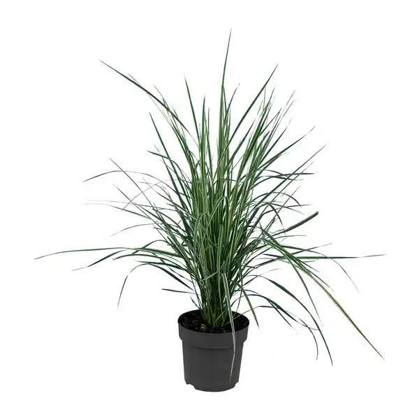 Bild 2 von GARDENLINE Gräser