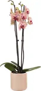 Orchidee Phalaenopsis 2 Trieber mit 12 cm Keramiktopf