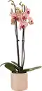 Bild 1 von Orchidee Phalaenopsis 2 Trieber mit 12 cm Keramiktopf