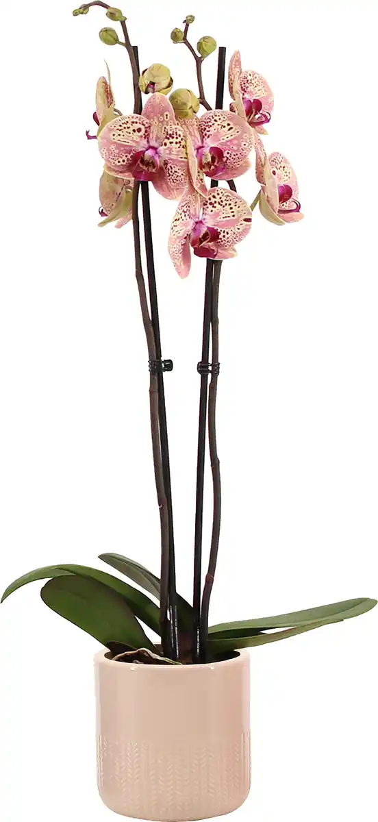 Bild 1 von Orchidee Phalaenopsis 2 Trieber mit 12 cm Keramiktopf